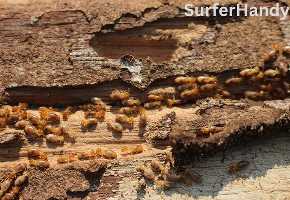 Methods for preventing termites from attacking firewood (An investigation)