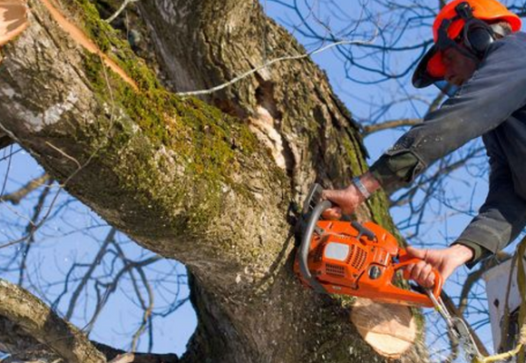 What Is A Tree-Cutting Permit California?