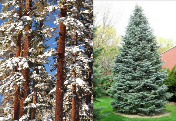 White Fir Vs Red Firs- Comparison Guide!